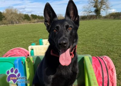 Nala the black gsd looks into the camera