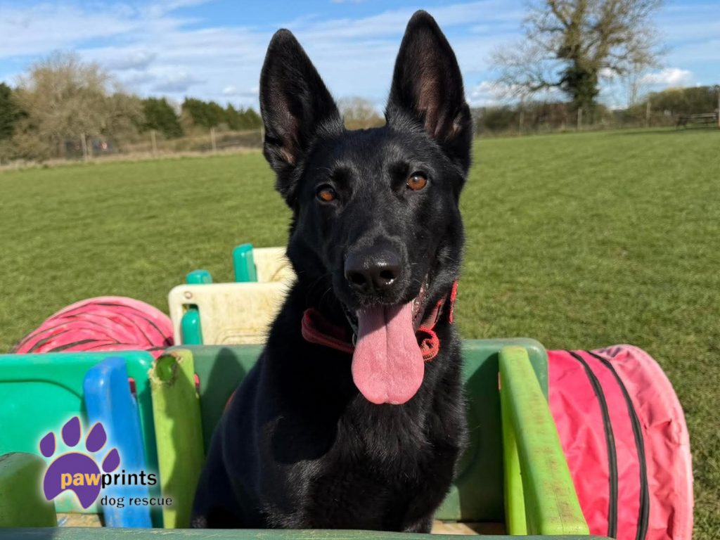 Nala the black gsd looks into the camera