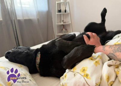 Nala the black gsd has her tummy rubbed. available for adoption