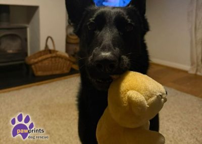 Nala the black gsd looks into the camera