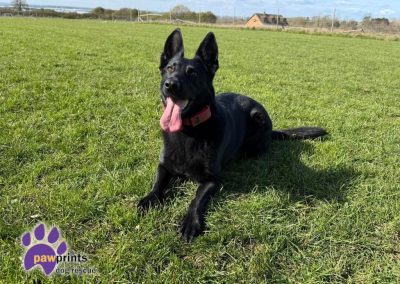 Nala the black gsd looks into the camera on a grass field. Gorgeous black and white large cross available for adoption