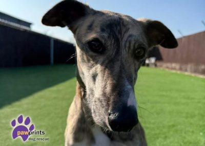 Zephyr male brindle lurcher looking at the camera.Available for adoption