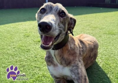 Zephyr male brindle lurcher looking at the camera.Available for adoption