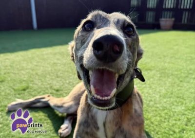Zephyr male brindle lurcher looking at the camera.Available for adoption