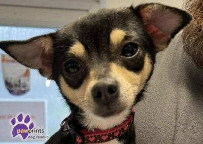 Gorgeous black and tan Chihuahua being held. Available for adoption