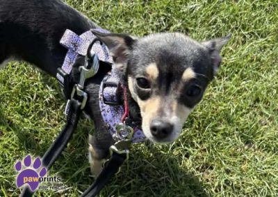 Gorgeous black and tan Chihuahua Blossom walking. Available for adoption