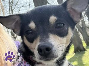 Gorgeous black and tan Chihuahua Blossom looking at the camera