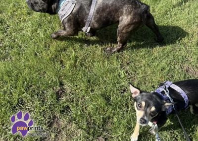 Gorgeous black and tan Chihuahua Blossom walking with French Bulldog Dawn - both available for adoption