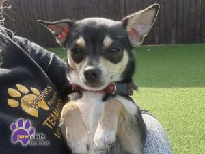 Gorgeous black and tan Chihuahua Blossom looking at the camera being held by a volunteer