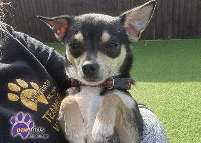 Gorgeous black and tan Chihuahua Blossom looking at the camera being held by a volunteer