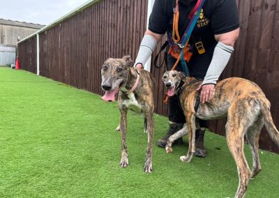 Brindle male lurcher Zephry and brindle female lurcher Valerie looking into the camera Available for adoption