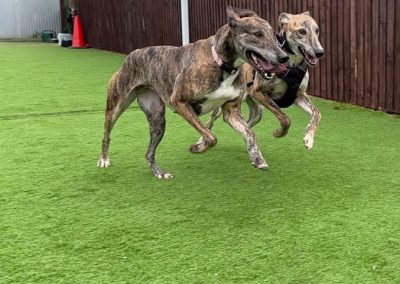 Brindle male lurcher Zephry and brindle female lurcher Valerie looking into the camera Available for adoption