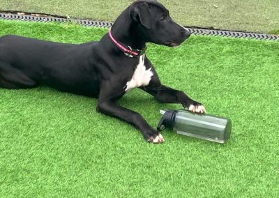 Juliet an unclaimed stray dog now with Pawprints Dog Rescue looking for a forever home