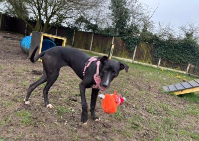 Juliet an unclaimed stray dog now with Pawprints Dog Rescue looking for a forever home