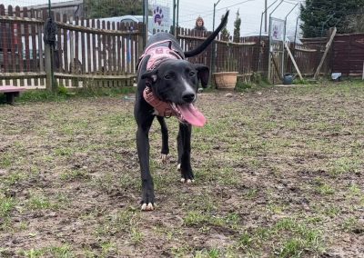 Juliet an unclaimed stray dog now with Pawprints Dog Rescue looking for a forever home