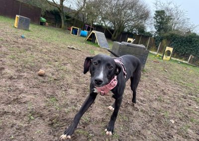 Juliet an unclaimed stray dog now with Pawprints Dog Rescue looking for a forever home