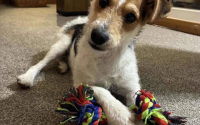 Vincent’s new sofa