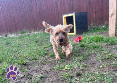 Cute little yorkshire terrier Maggie walking across a field