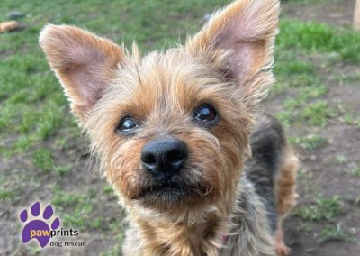Cute little yorkshire terrier Maggie looking for a home
