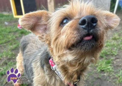 Cute little yorkshire terrier Maggie looking for a home