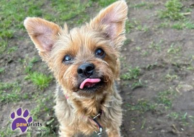 Cute little yorkshire terrier Maggie looking for a home