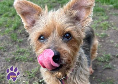 Cute little yorkshire terrier Maggie looking for a home
