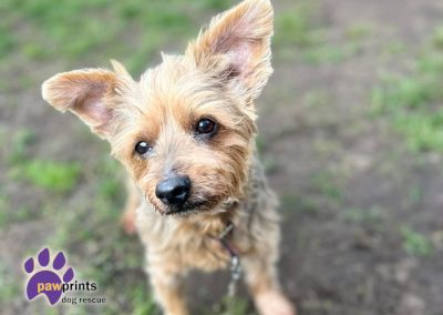 Cute little yorkshire terrier Maggie looking for a home