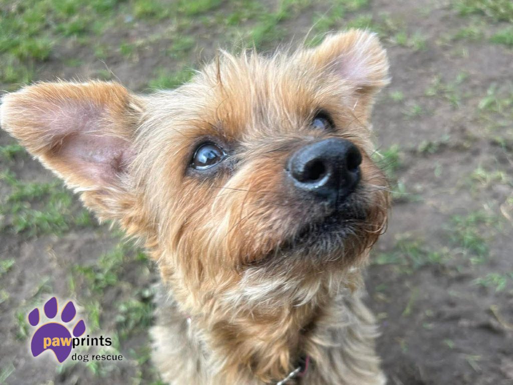 Cute little yorkshire terrier Maggie looking for a home