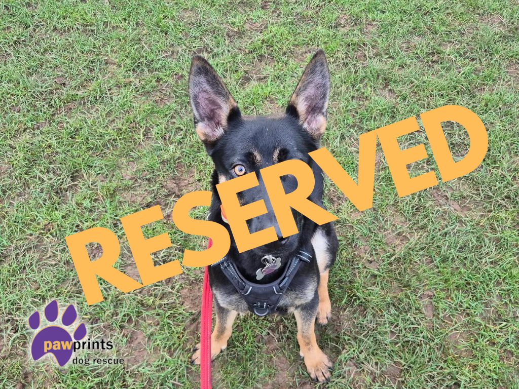 Moon an abandoned German Shepherd pup has been reserved 