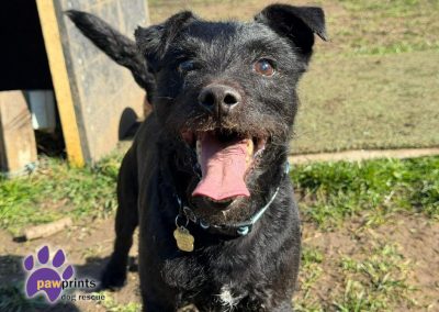 Moss the black patterdale looks at the camera