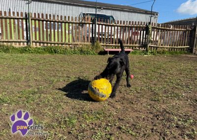 Moss the black patterdale available for adoption