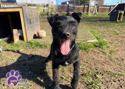 Moss the black patterdale looks at the camera