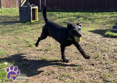 Moss the black patterdale available for adoption