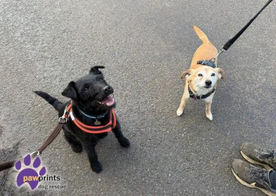 Moss the black patterdale and Rupert the JRT available for adoption