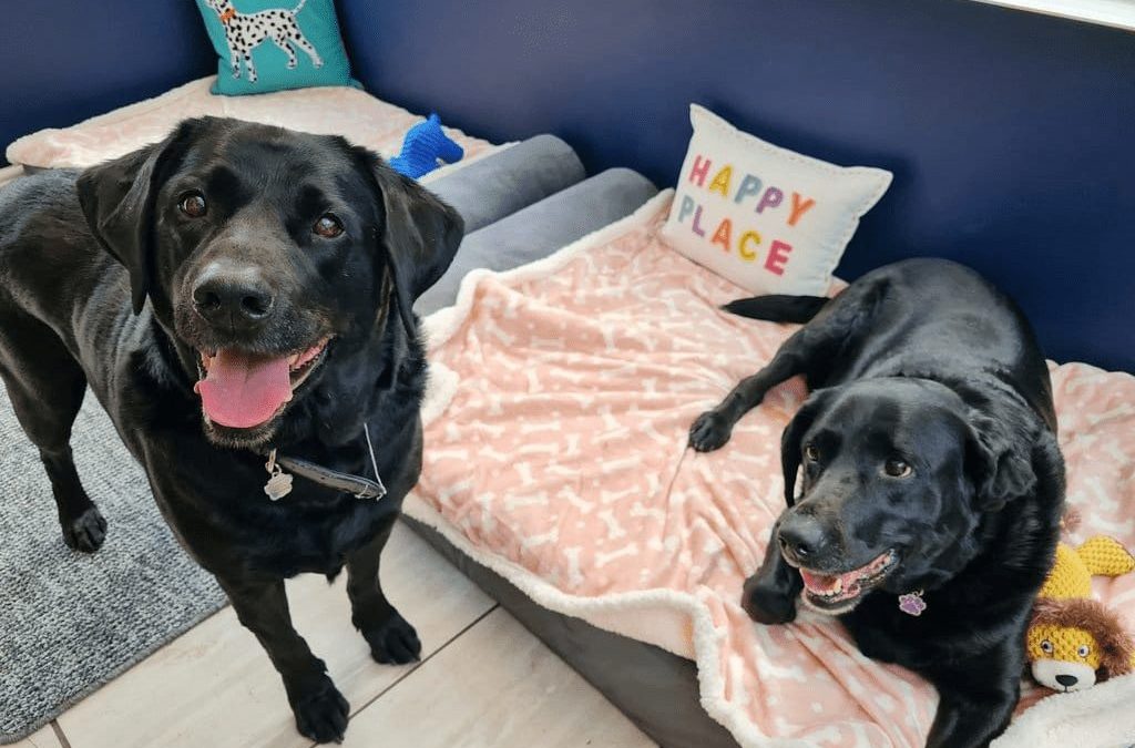 Adoption Day for Rocky & Lucy