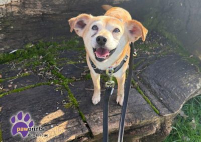 Rupert the 7 year old Chihuahua cross looking for his forever home