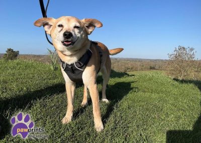 Rupert the 7 year old Chihuahua cross looking for his forever home
