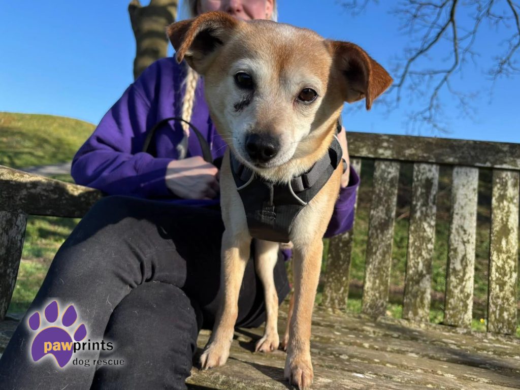 Rupert the 7 year old Chihuahua cross looking for his forever home