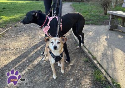 Rupert the 7 year old Chihuahua cross standing with lurcher Juilet both looking for forever homes