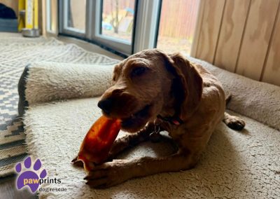 Annie the ginger cockerpoo looking for a home