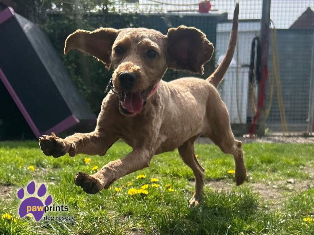 Annie the ginger cockerpoo looking for a home