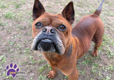 Barbara is a Chongquig - a chinese bulldog looking for a forever home