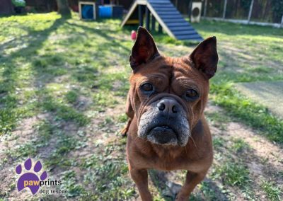 Barbara is a Chongquig - a chinese bulldog looking for a forever home