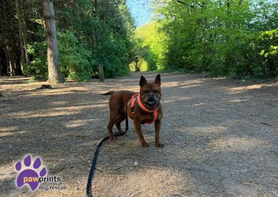 Barbara is a Chongquig - a chinese bulldog looking for a forever home