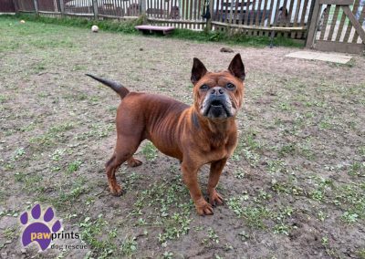 Barbara is a Chongquig - a chinese bulldog looking for a forever home