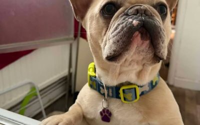 Mighty Dougie adopted!