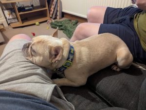 Dougie the frenchie in his new home 