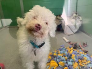 Alfie - blind puppy looking for a special home