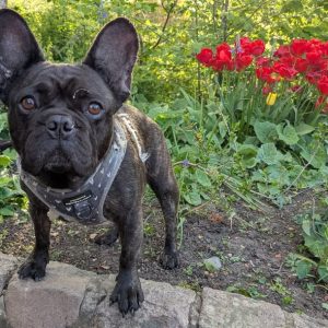 Dawn french the french bulldog