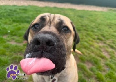 Young dustin the mastiff looks at the camera hoping for his forever home